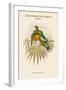 Oedirhunus Insolitus - Knob-Billed Fruit-Pigeon - Dove-John Gould-Framed Art Print