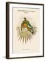 Oedirhunus Insolitus - Knob-Billed Fruit-Pigeon - Dove-John Gould-Framed Art Print