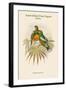 Oedirhunus Insolitus - Knob-Billed Fruit-Pigeon - Dove-John Gould-Framed Art Print