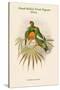 Oedirhunus Insolitus - Knob-Billed Fruit-Pigeon - Dove-John Gould-Stretched Canvas