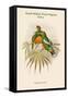 Oedirhunus Insolitus - Knob-Billed Fruit-Pigeon - Dove-John Gould-Framed Stretched Canvas