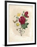 Oeillet-Pierre-Joseph Redouté-Framed Giclee Print