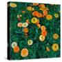 Oeillets D'inde - Peinture De Koloman Moser (1868-1918), 1909, Huile Sur Toile - Marigolds - Oil On-Koloman Moser-Stretched Canvas