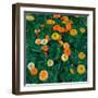 Oeillets D'inde - Peinture De Koloman Moser (1868-1918), 1909, Huile Sur Toile - Marigolds - Oil On-Koloman Moser-Framed Giclee Print