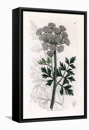 Oenanthe Safranee - Hemlock Water Dropwort, Oenanthe Crocata. Handcoloured Copperplate Engraving Fr-James Sowerby-Framed Stretched Canvas