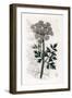 Oenanthe Safranee - Hemlock Water Dropwort, Oenanthe Crocata. Handcoloured Copperplate Engraving Fr-James Sowerby-Framed Giclee Print