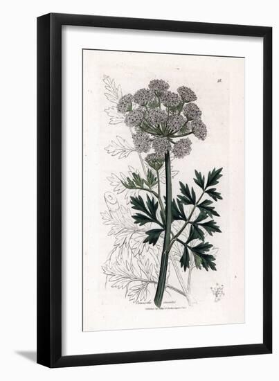 Oenanthe Safranee - Hemlock Water Dropwort, Oenanthe Crocata. Handcoloured Copperplate Engraving Fr-James Sowerby-Framed Giclee Print