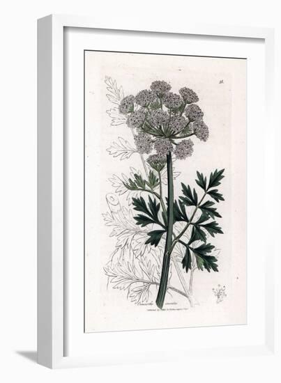 Oenanthe Safranee - Hemlock Water Dropwort, Oenanthe Crocata. Handcoloured Copperplate Engraving Fr-James Sowerby-Framed Giclee Print