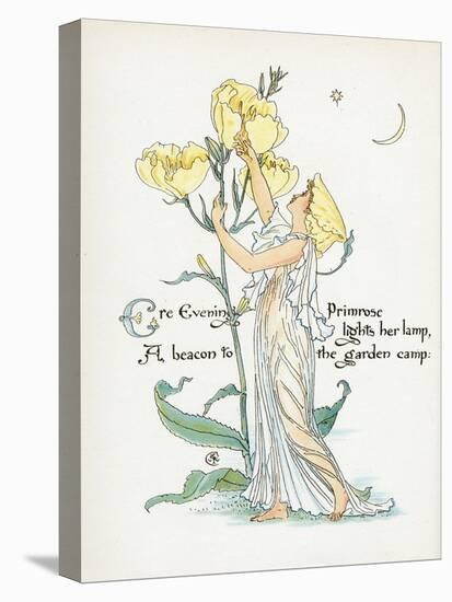 Oenothera Missouriensis-Walter Crane-Stretched Canvas