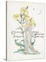 Oenothera Missouriensis-Walter Crane-Stretched Canvas