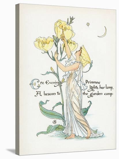 Oenothera Missouriensis-Walter Crane-Stretched Canvas