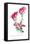 Oenothera Speciosa Var Rosea-H.g. Moon-Framed Stretched Canvas