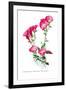 Oenothera Speciosa Var Rosea-H.g. Moon-Framed Art Print