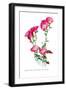 Oenothera Speciosa Var Rosea-H.g. Moon-Framed Art Print