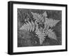 Of Ferns From Directly Above "In Glacier National Park" Montana. 1933-1942-Ansel Adams-Framed Art Print