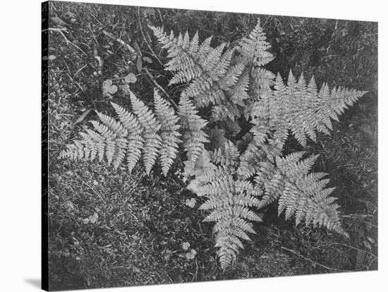 Of Ferns From Directly Above "In Glacier National Park" Montana. 1933-1942-Ansel Adams-Stretched Canvas