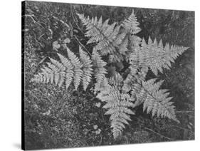 Of Ferns From Directly Above "In Glacier National Park" Montana. 1933-1942-Ansel Adams-Stretched Canvas