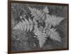 Of Ferns From Directly Above "In Glacier National Park" Montana. 1933-1942-Ansel Adams-Framed Art Print