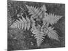 Of Ferns From Directly Above "In Glacier National Park" Montana. 1933-1942-Ansel Adams-Mounted Art Print