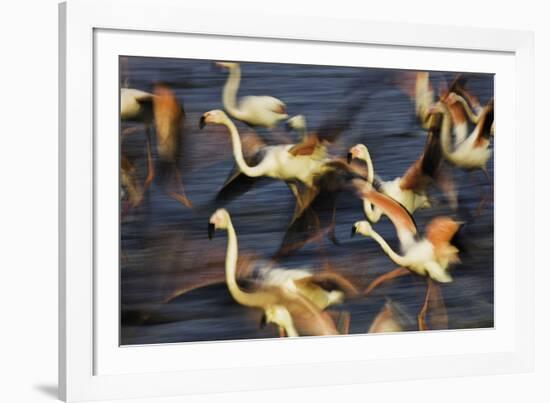 Off in a Hurry-Wild Wonders of Europe-Framed Giclee Print
