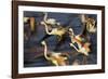 Off in a Hurry-Wild Wonders of Europe-Framed Giclee Print