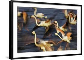 Off in a Hurry-Wild Wonders of Europe-Framed Giclee Print