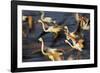 Off in a Hurry-Wild Wonders of Europe-Framed Giclee Print