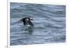 Off of Machias Seal Island, Maine, USA An Atlantic Puffin glides above the water.-Karen Ann Sullivan-Framed Photographic Print