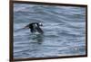 Off of Machias Seal Island, Maine, USA An Atlantic Puffin glides above the water.-Karen Ann Sullivan-Framed Photographic Print