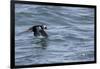 Off of Machias Seal Island, Maine, USA An Atlantic Puffin glides above the water.-Karen Ann Sullivan-Framed Photographic Print