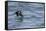 Off of Machias Seal Island, Maine, USA An Atlantic Puffin glides above the water.-Karen Ann Sullivan-Framed Stretched Canvas