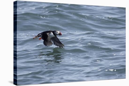 Off of Machias Seal Island, Maine, USA An Atlantic Puffin glides above the water.-Karen Ann Sullivan-Stretched Canvas