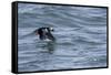 Off of Machias Seal Island, Maine, USA An Atlantic Puffin glides above the water.-Karen Ann Sullivan-Framed Stretched Canvas