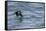 Off of Machias Seal Island, Maine, USA An Atlantic Puffin glides above the water.-Karen Ann Sullivan-Framed Stretched Canvas