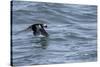 Off of Machias Seal Island, Maine, USA An Atlantic Puffin glides above the water.-Karen Ann Sullivan-Stretched Canvas