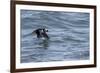 Off of Machias Seal Island, Maine, USA An Atlantic Puffin glides above the water.-Karen Ann Sullivan-Framed Photographic Print