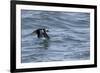 Off of Machias Seal Island, Maine, USA An Atlantic Puffin glides above the water.-Karen Ann Sullivan-Framed Photographic Print