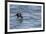 Off of Machias Seal Island, Maine, USA An Atlantic Puffin glides above the water.-Karen Ann Sullivan-Framed Photographic Print