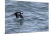 Off of Machias Seal Island, Maine, USA An Atlantic Puffin glides above the water.-Karen Ann Sullivan-Mounted Photographic Print