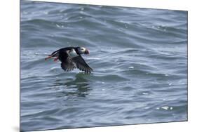 Off of Machias Seal Island, Maine, USA An Atlantic Puffin glides above the water.-Karen Ann Sullivan-Mounted Photographic Print