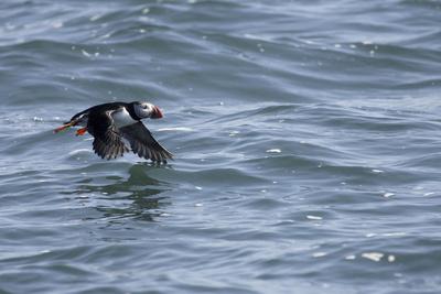 https://imgc.allpostersimages.com/img/posters/off-of-machias-seal-island-maine-usa-an-atlantic-puffin-glides-above-the-water_u-L-Q1DIFS70.jpg?artPerspective=n