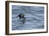 Off of Machias Seal Island, Maine, USA An Atlantic Puffin glides above the water.-Karen Ann Sullivan-Framed Photographic Print