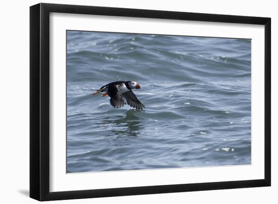 Off of Machias Seal Island, Maine, USA An Atlantic Puffin glides above the water.-Karen Ann Sullivan-Framed Photographic Print