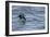 Off of Machias Seal Island, Maine, USA An Atlantic Puffin glides above the water.-Karen Ann Sullivan-Framed Photographic Print