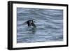 Off of Machias Seal Island, Maine, USA An Atlantic Puffin glides above the water.-Karen Ann Sullivan-Framed Photographic Print