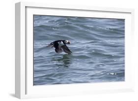 Off of Machias Seal Island, Maine, USA An Atlantic Puffin glides above the water.-Karen Ann Sullivan-Framed Photographic Print