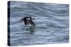 Off of Machias Seal Island, Maine, USA An Atlantic Puffin glides above the water.-Karen Ann Sullivan-Stretched Canvas