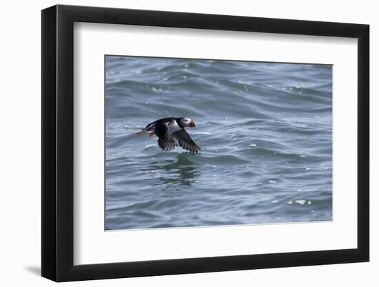 Off of Machias Seal Island, Maine, USA An Atlantic Puffin glides above the water.-Karen Ann Sullivan-Framed Photographic Print