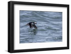 Off of Machias Seal Island, Maine, USA An Atlantic Puffin glides above the water.-Karen Ann Sullivan-Framed Photographic Print