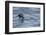 Off of Machias Seal Island, Maine, USA An Atlantic Puffin glides above the water.-Karen Ann Sullivan-Framed Photographic Print